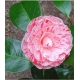 KAMELIA CAMELLIA różowa - sadzonka 50 / 80 cm